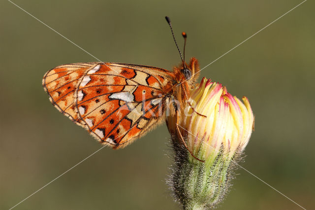 Zilvervlek parelmoervlinder (Boloria euphrosyne)