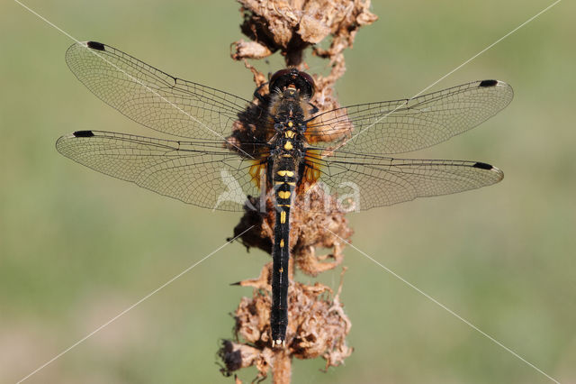 Eastern White-faced Darter (Leucorrhinia albifrons)