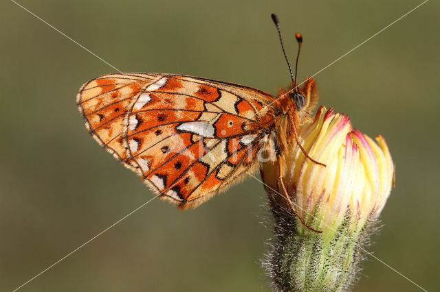 Zilvervlek parelmoervlinder (Boloria euphrosyne)