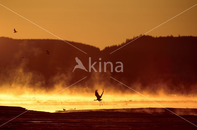 Kraanvogel (Grus grus)