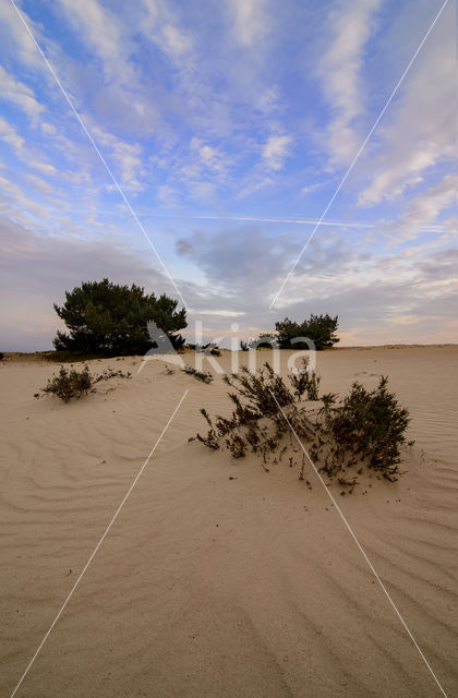 National Park De Hoge Veluwe