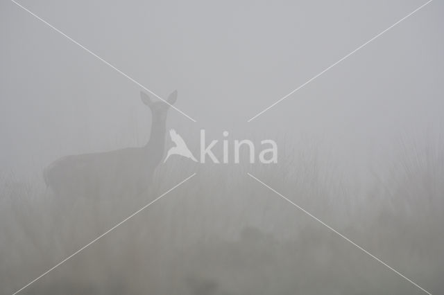 Red Deer (Cervus elaphus)