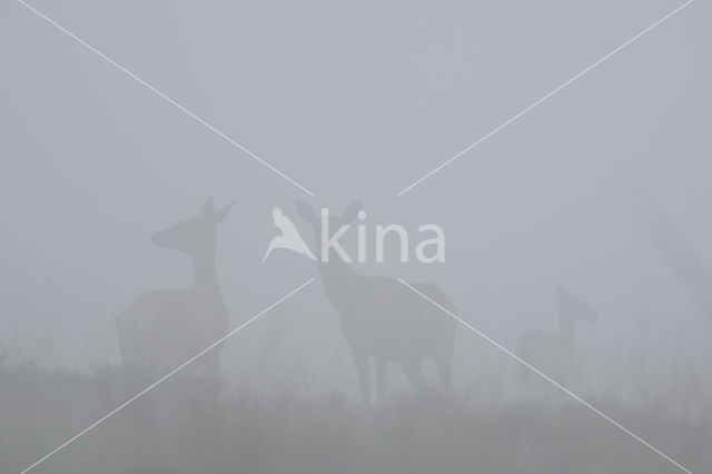 Red Deer (Cervus elaphus)