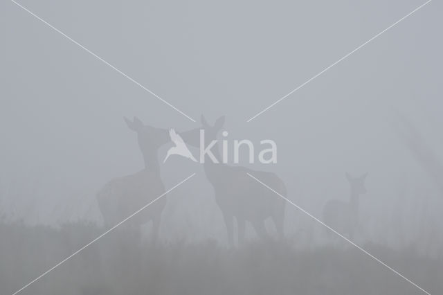 Red Deer (Cervus elaphus)