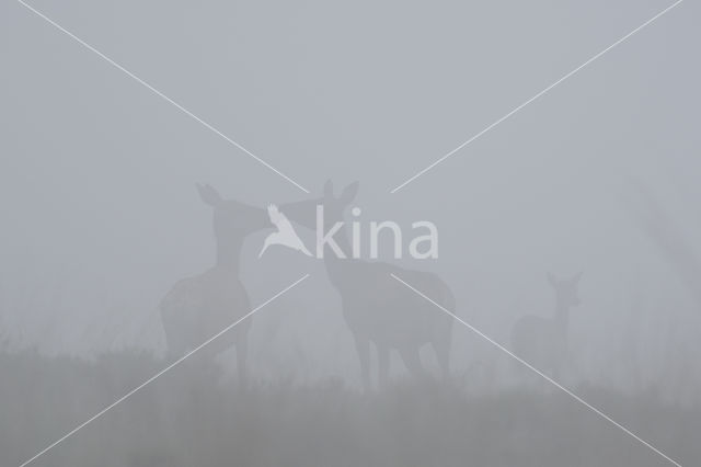 Red Deer (Cervus elaphus)