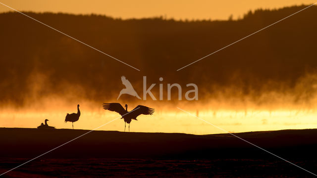 Kraanvogel (Grus grus)