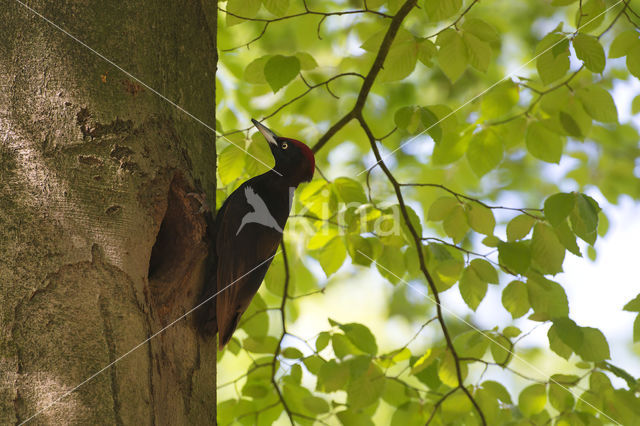 Black Woodpecker (Dryocopus martius)