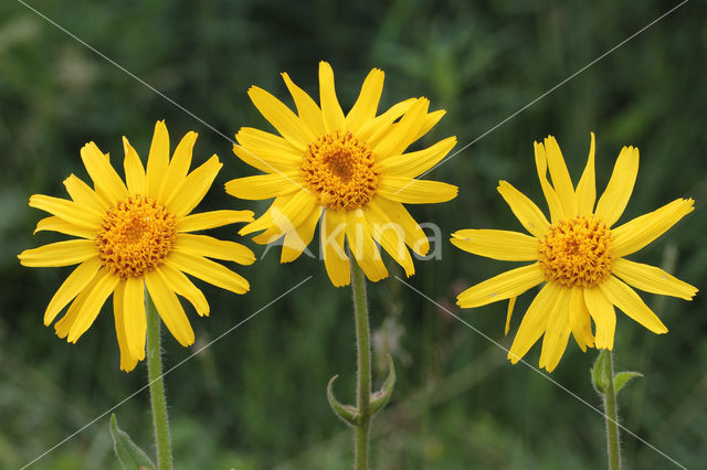 Arnica (Arnica montana)