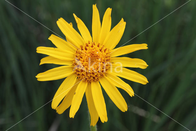 Arnica (Arnica montana)