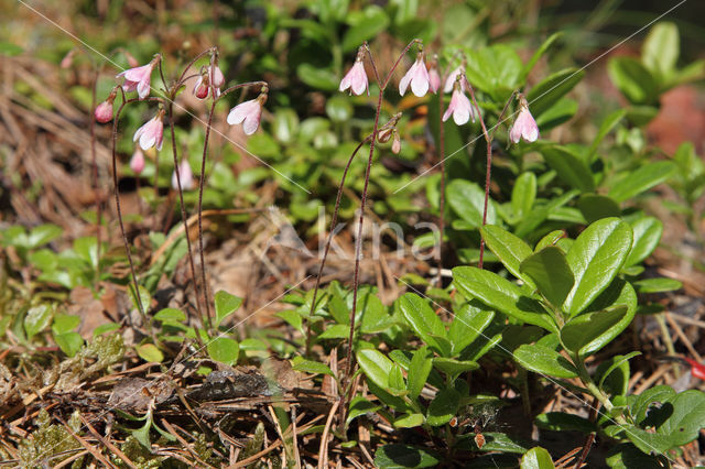 Linnaeusklokje (Linnaea borealis)