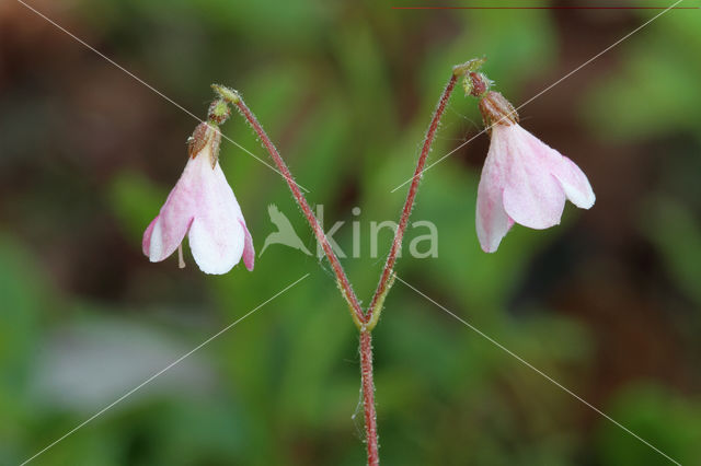 Linnaeusklokje (Linnaea borealis)