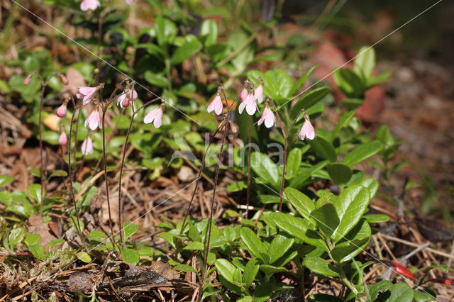 Linnaeusklokje (Linnaea borealis)