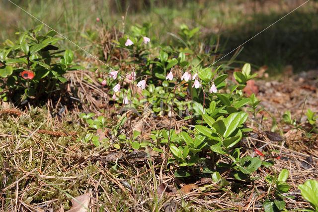 Linnaeusklokje (Linnaea borealis)