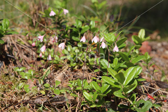 Linnaeusklokje (Linnaea borealis)