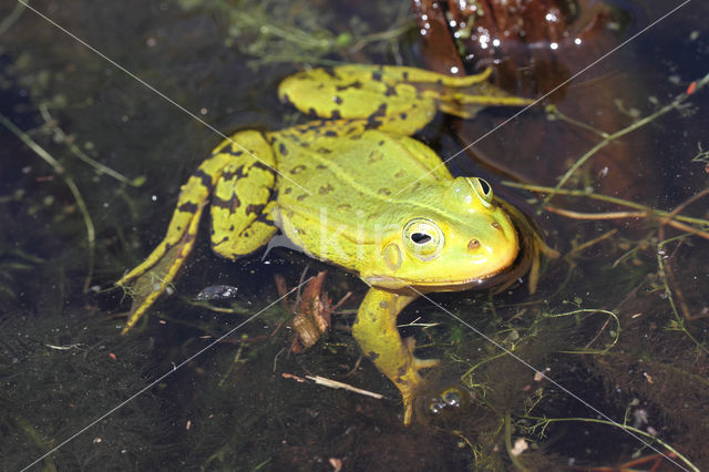 Kleine groene kikker