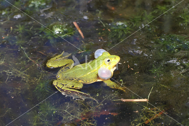 Kleine groene kikker