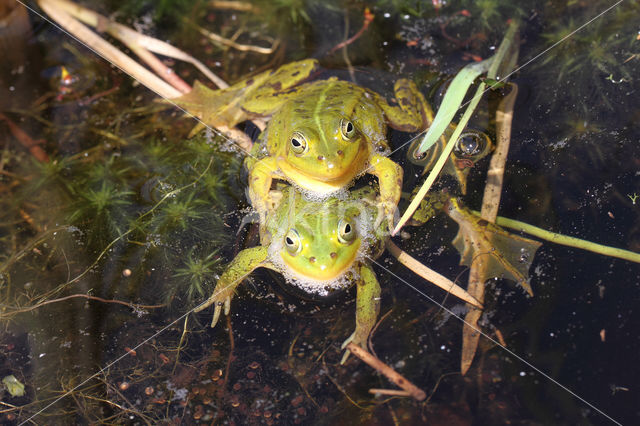 Pool Frog (Rana lessonae