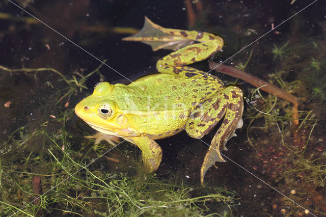 Kleine groene kikker