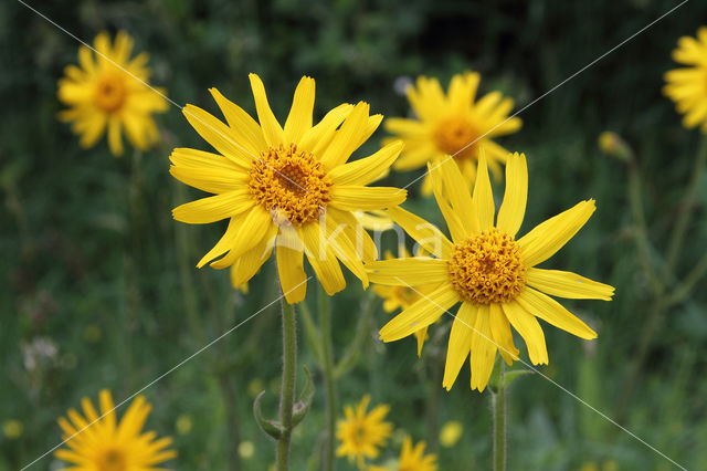 Arnica (Arnica montana)