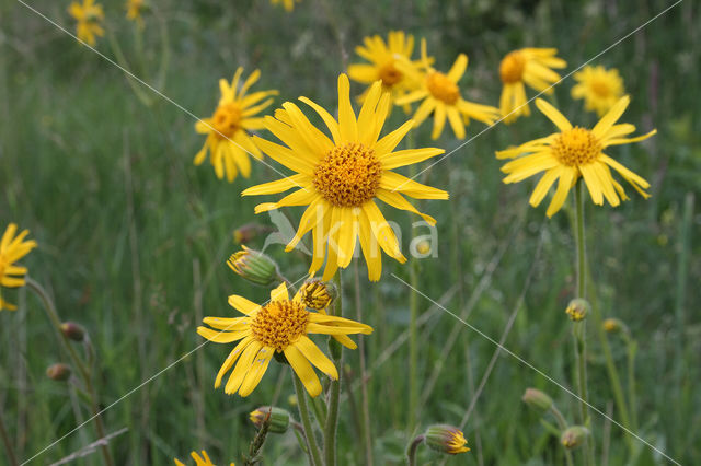 Arnica (Arnica montana)