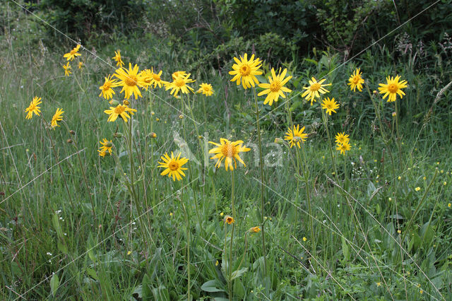 Arnica (Arnica montana)