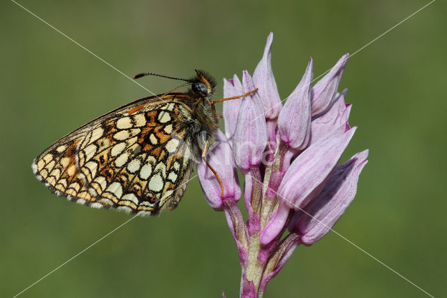 Woudparelmoervlinder (Melitaea diamina)
