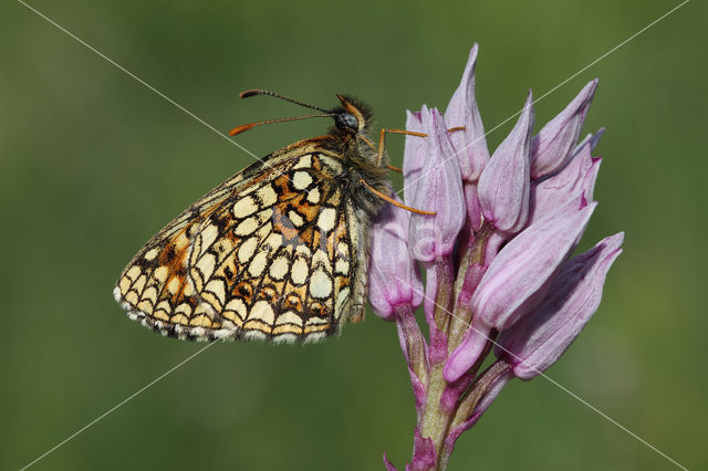 False Heath Fritillary (Melitaea diamina)