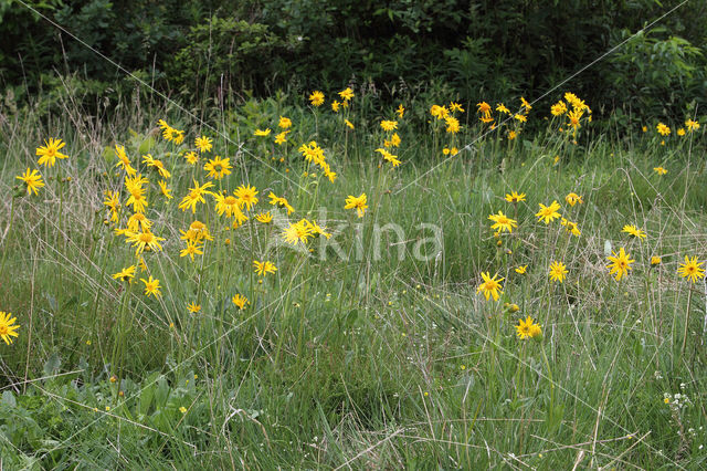 Arnica (Arnica montana)