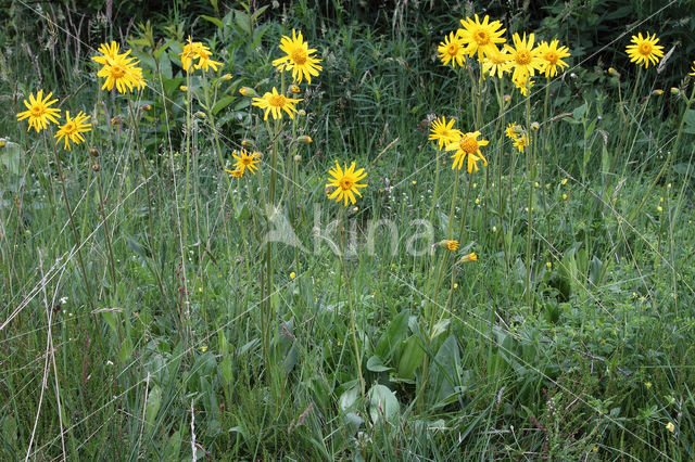Arnica (Arnica montana)