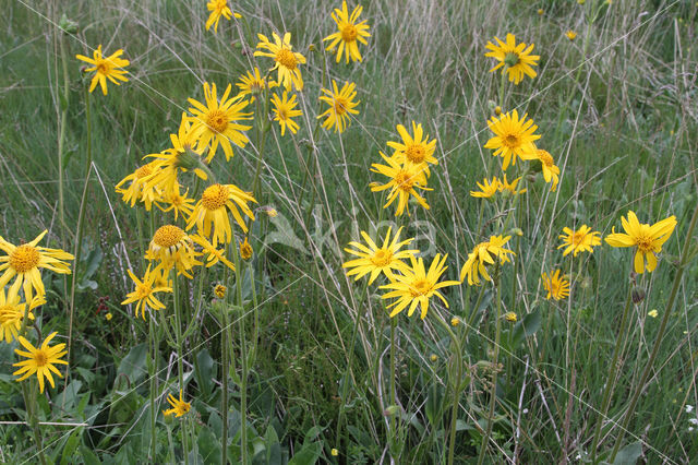 Arnica (Arnica montana)