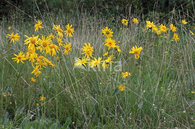 Arnica (Arnica montana)