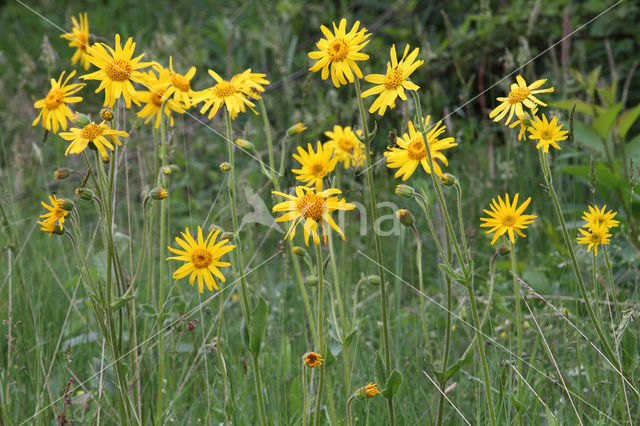 Arnica (Arnica montana)