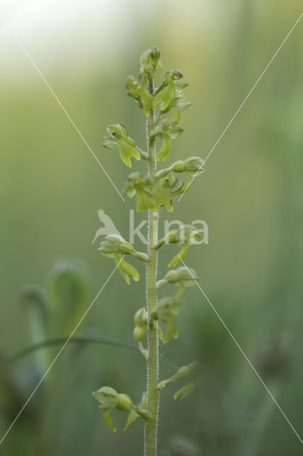 Common Twayblade (Neottia ovata