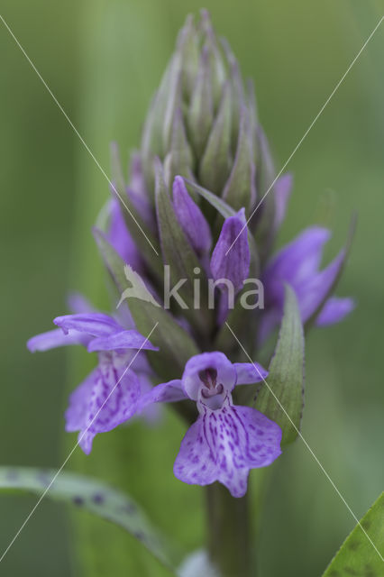 Gevlekte rietorchis (Dactylorhiza purdalina)