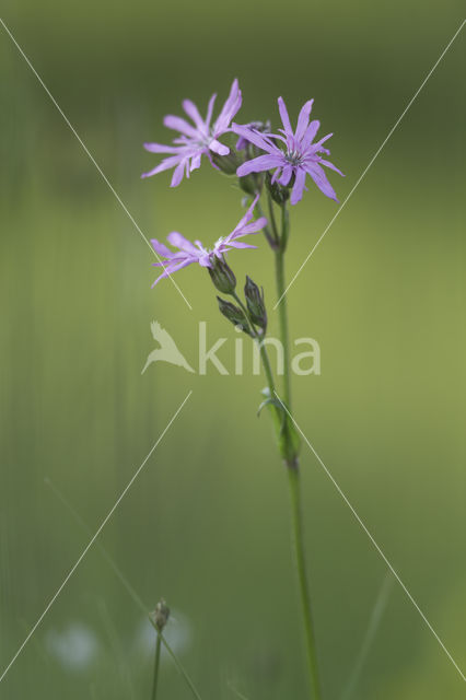 Echte koekoeksbloem (Lychnis flos-cuculi)