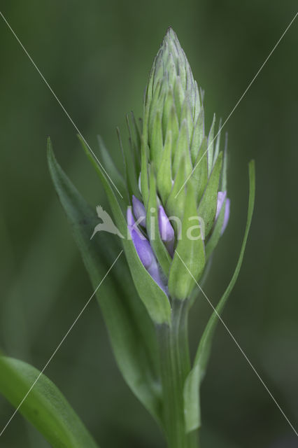 Southern Marsh-orchid (Dactylorhiza praetermissa)