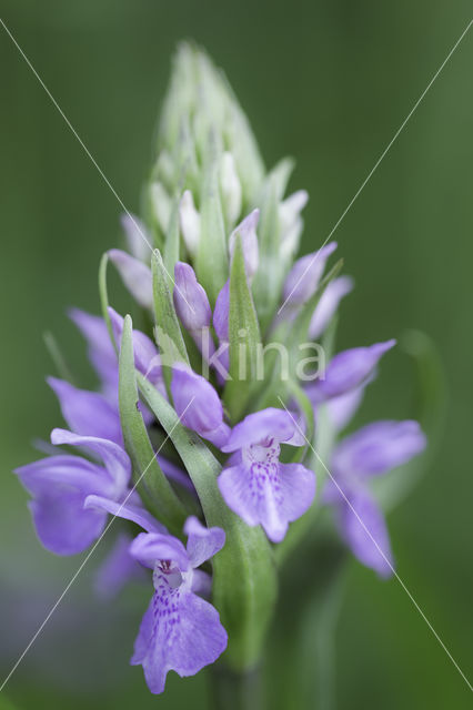 Southern Marsh-orchid (Dactylorhiza praetermissa)