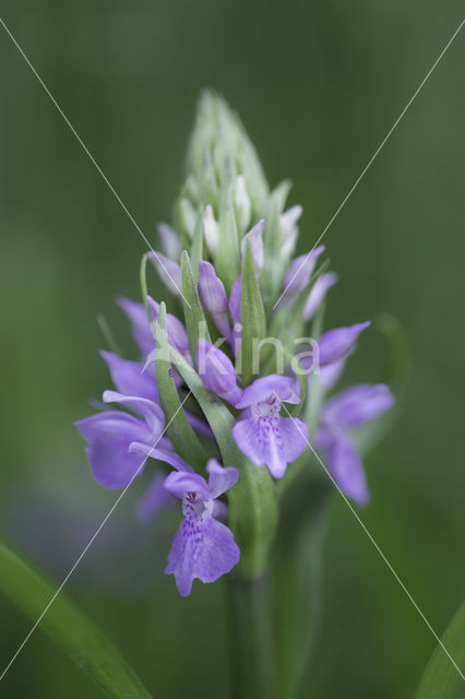 Southern Marsh-orchid (Dactylorhiza praetermissa)