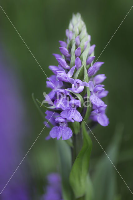 Southern Marsh-orchid (Dactylorhiza praetermissa)