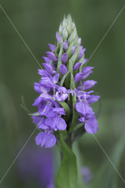 Southern Marsh-orchid (Dactylorhiza praetermissa)