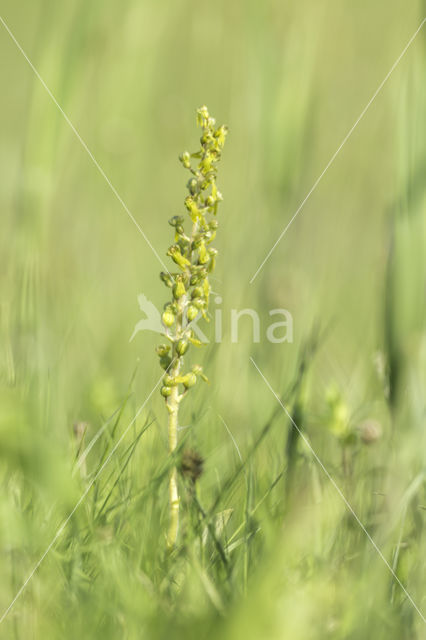 Grote keverorchis (Neottia ovata