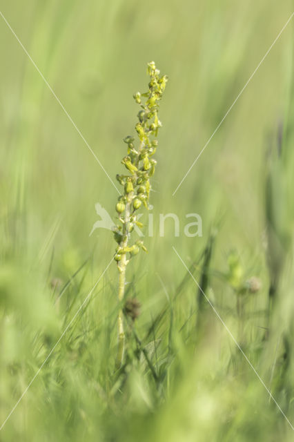 Common Twayblade (Neottia ovata