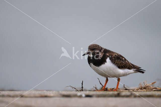 Ruddy Turnstone (Arenaria interpres)