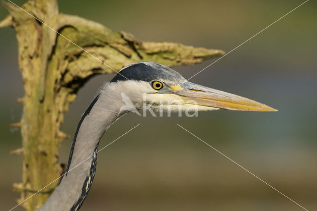 Blauwe Reiger (Ardea cinerea)