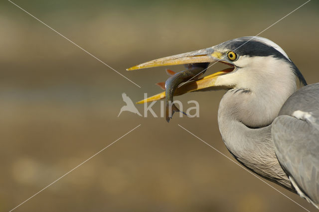 Grey Heron (Ardea cinerea)