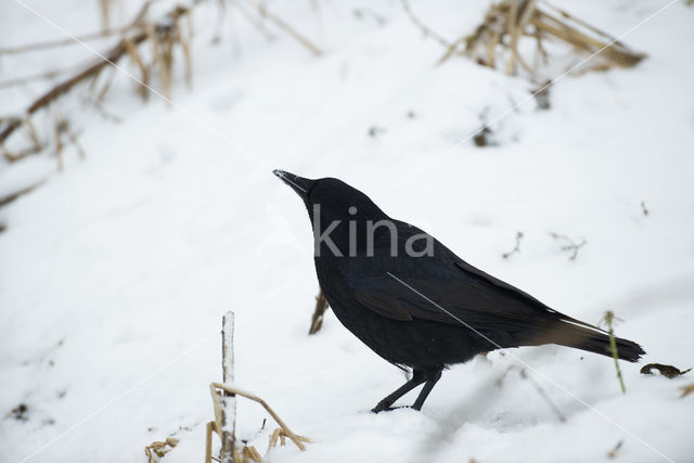 Carrion Crow (Corvus corone)