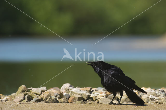 Zwarte Kraai (Corvus corone)