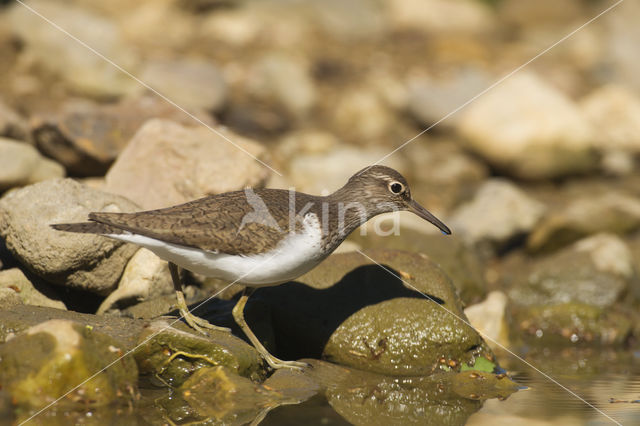 Oeverloper (Actitis hypoleucos)