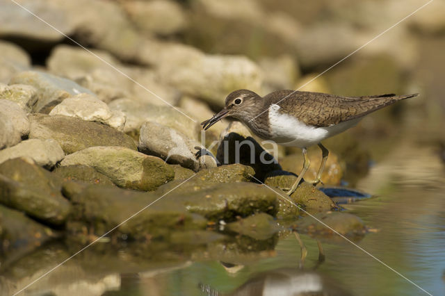 Oeverloper (Actitis hypoleucos)