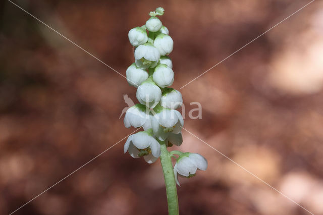 Common Wintergreen (Pyrola minor)